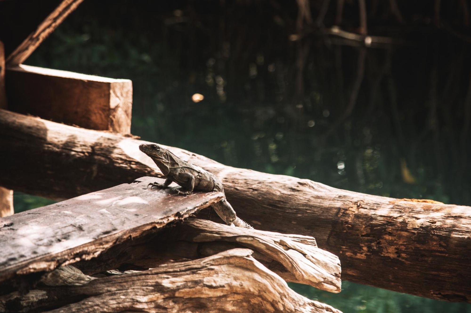 Uman Glamping & Cenote Tulum酒店 外观 照片